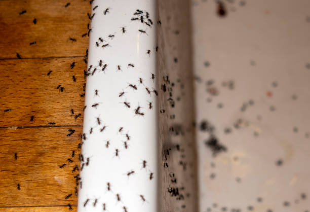 Best Affordable Pest Control Services  in Springfield, OH